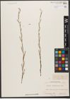 Foto von Salix wilhelmsiana M. Bieb.